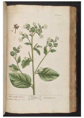 Reproducción/Reproduction 8361153367: A curious herbal. London : Printed for Samuel Harding, 1737-1739.