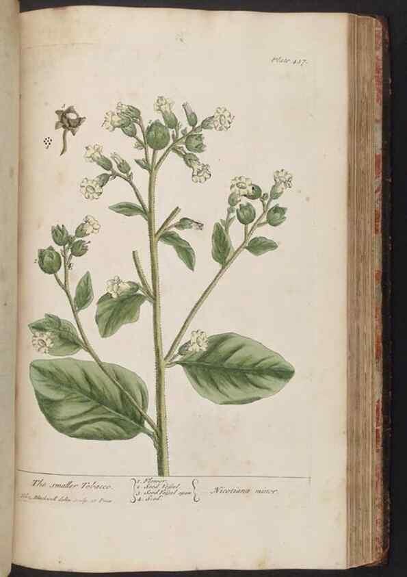 Reproducción/Reproduction 8361153367: A curious herbal. London : Printed for Samuel Harding, 1737-1739.