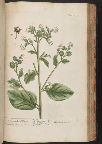 Reproducción/Reproduction 8361153367: A curious herbal. London : Printed for Samuel Harding, 1737-1739.