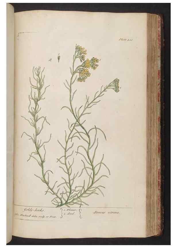 Reproducción/Reproduction 8361153533: A curious herbal. London : Printed for Samuel Harding, 1737-1739.