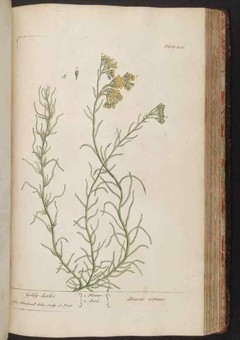 Reproducción/Reproduction 8361153533: A curious herbal. London : Printed for Samuel Harding, 1737-1739.