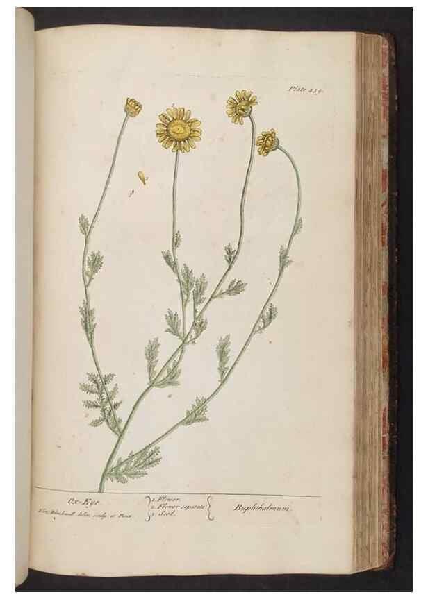 Reproducción/Reproduction 8361153965: A curious herbal. London : Printed for Samuel Harding, 1737-1739.