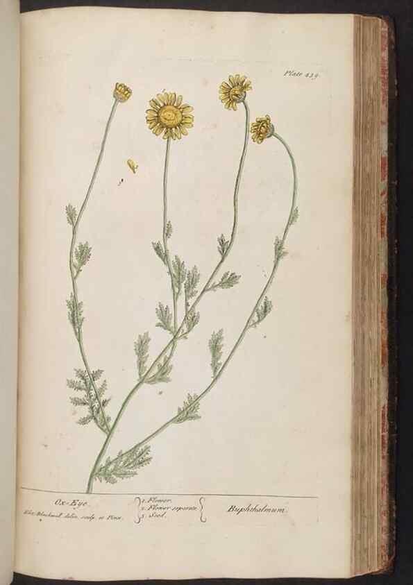 Reproducción/Reproduction 8361153965: A curious herbal. London : Printed for Samuel Harding, 1737-1739.