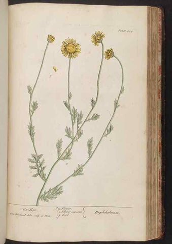 Reproducción/Reproduction 8361153965: A curious herbal. London : Printed for Samuel Harding, 1737-1739.