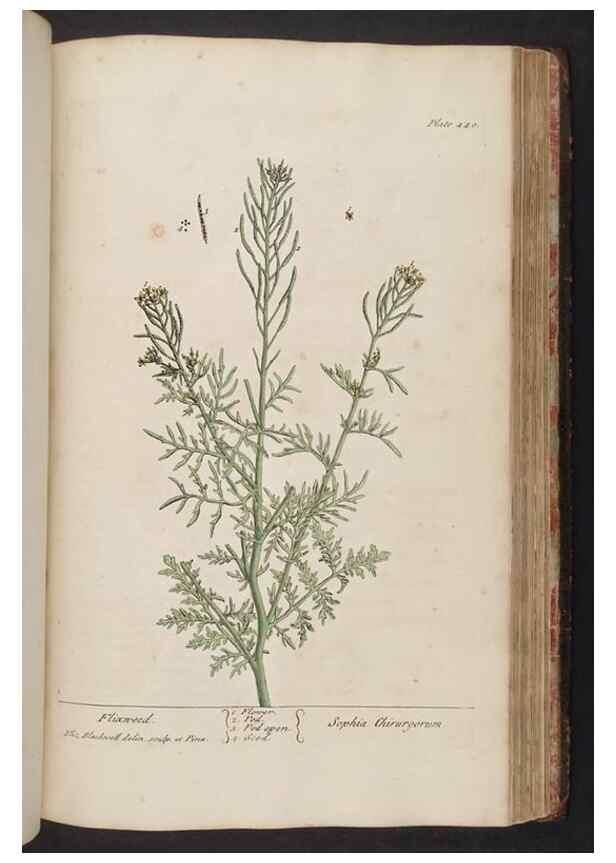 Reproducción/Reproduction 8362215614: A curious herbal. London : Printed for Samuel Harding, 1737-1739.