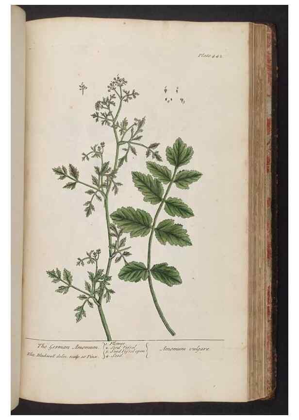 Reproducción/Reproduction 8362216132: A curious herbal. London : Printed for Samuel Harding, 1737-1739.