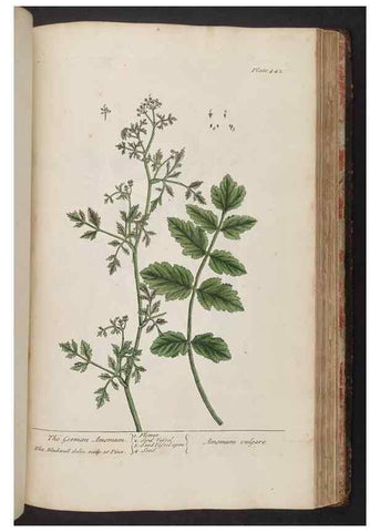 Reproducción/Reproduction 8362216132: A curious herbal. London : Printed for Samuel Harding, 1737-1739.