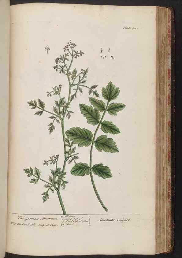 Reproducción/Reproduction 8362216132: A curious herbal. London : Printed for Samuel Harding, 1737-1739.