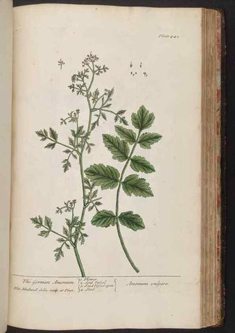 Reproducción/Reproduction 8362216132: A curious herbal. London : Printed for Samuel Harding, 1737-1739.