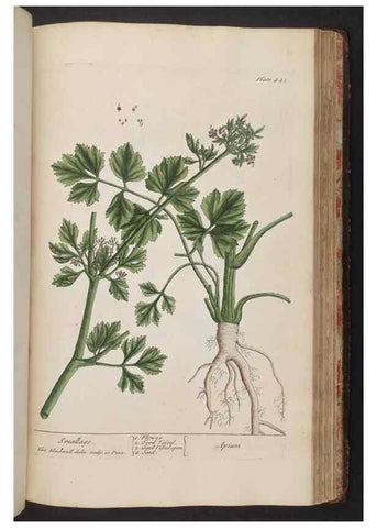 Reproducción/Reproduction 8362216474: A curious herbal. London : Printed for Samuel Harding, 1737-1739.