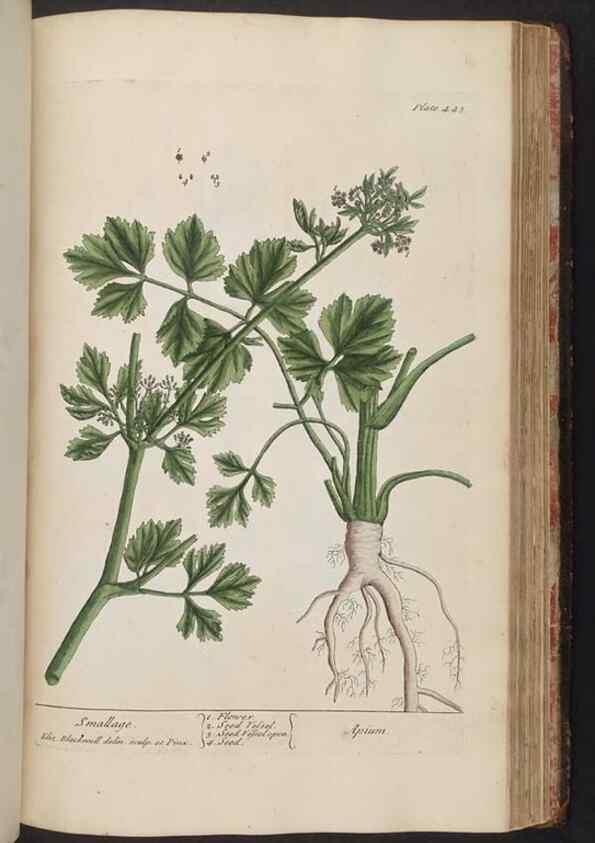 Reproducción/Reproduction 8362216474: A curious herbal. London : Printed for Samuel Harding, 1737-1739.
