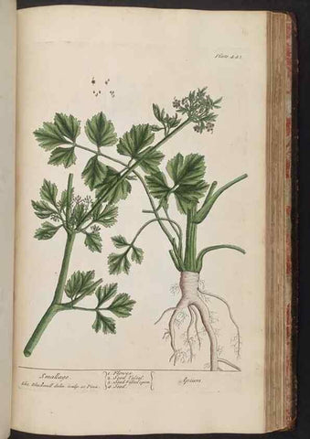 Reproducción/Reproduction 8362216474: A curious herbal. London : Printed for Samuel Harding, 1737-1739.
