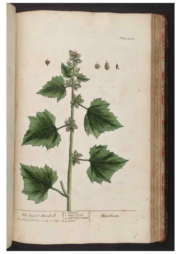 Reproducción/Reproduction 8361155531: A curious herbal. London : Printed for Samuel Harding, 1737-1739.