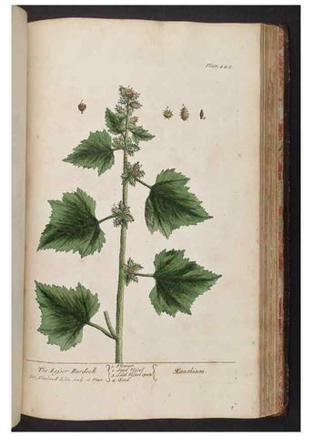 Reproducción/Reproduction 8361155531: A curious herbal. London : Printed for Samuel Harding, 1737-1739.