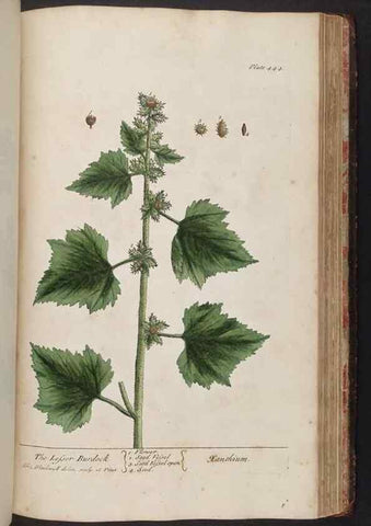 Reproducción/Reproduction 8361155531: A curious herbal. London : Printed for Samuel Harding, 1737-1739.