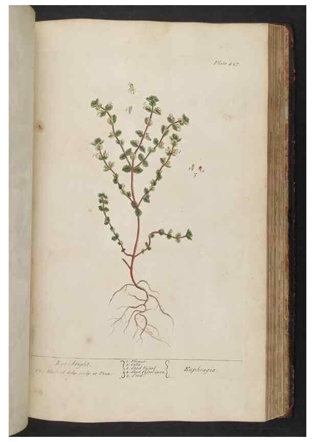 Reproducción/Reproduction 8362211828: A curious herbal. London : Printed for Samuel Harding, 1737-1739.