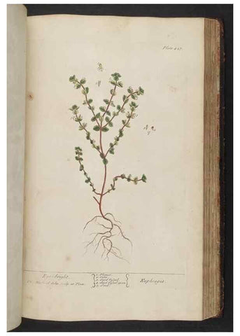 Reproducción/Reproduction 8362211828: A curious herbal. London : Printed for Samuel Harding, 1737-1739.