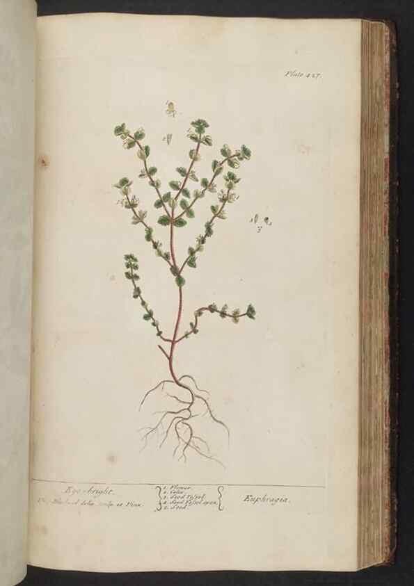 Reproducción/Reproduction 8362211828: A curious herbal. London : Printed for Samuel Harding, 1737-1739.
