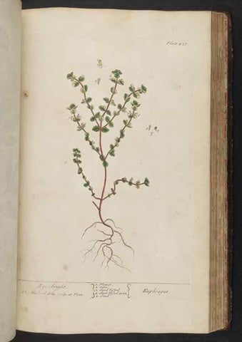 Reproducción/Reproduction 8362211828: A curious herbal. London : Printed for Samuel Harding, 1737-1739.