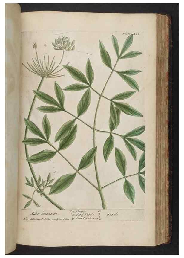 Reproducción/Reproduction 8361150041: A curious herbal. London : Printed for Samuel Harding, 1737-1739.