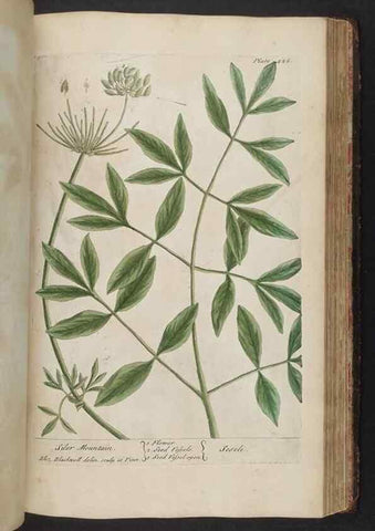 Reproducción/Reproduction 8361150041: A curious herbal. London : Printed for Samuel Harding, 1737-1739.