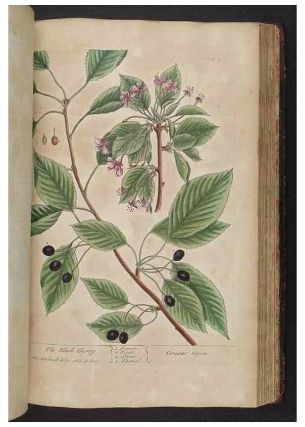Reproducción/Reproduction 8362211208: A curious herbal. London : Printed for Samuel Harding, 1737-1739.