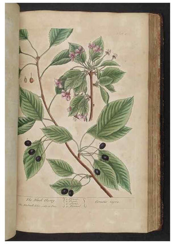 Reproducción/Reproduction 8362211208: A curious herbal. London : Printed for Samuel Harding, 1737-1739.