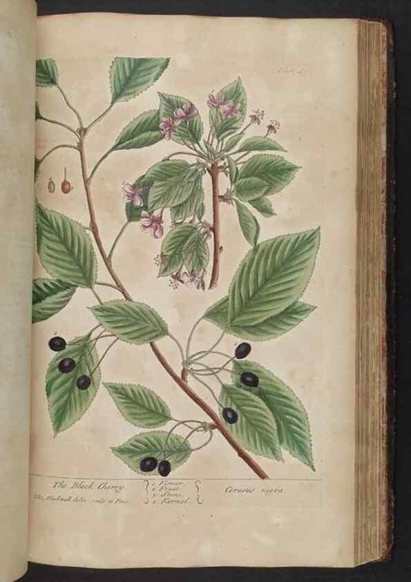 Reproducción/Reproduction 8362211208: A curious herbal. London : Printed for Samuel Harding, 1737-1739.
