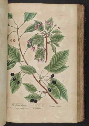 Reproducción/Reproduction 8362211208: A curious herbal. London : Printed for Samuel Harding, 1737-1739.
