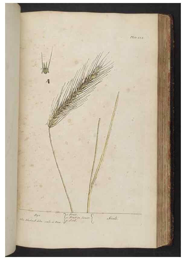 Reproducción/Reproduction 8361149663: A curious herbal. London : Printed for Samuel Harding, 1737-1739.