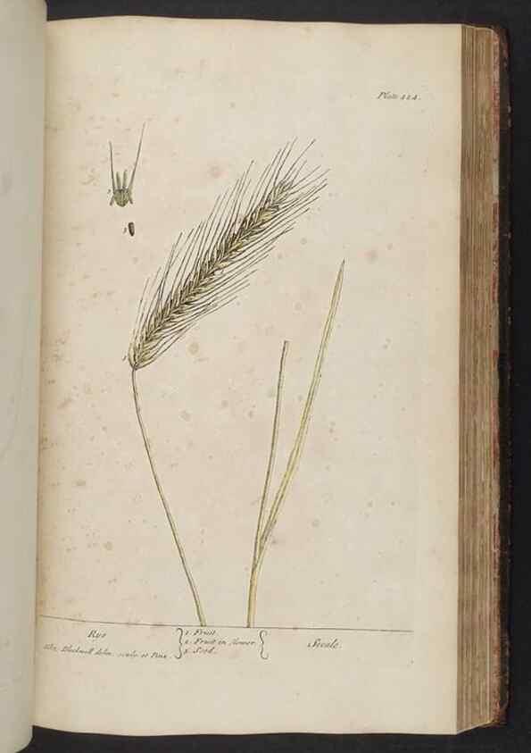 Reproducción/Reproduction 8361149663: A curious herbal. London : Printed for Samuel Harding, 1737-1739.