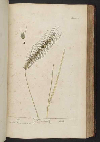 Reproducción/Reproduction 8361149663: A curious herbal. London : Printed for Samuel Harding, 1737-1739.