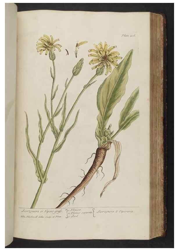 Reproducción/Reproduction 8361144915: A curious herbal. London : Printed for Samuel Harding, 1737-1739.