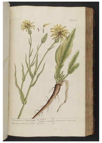 Reproducción/Reproduction 8361144915: A curious herbal. London : Printed for Samuel Harding, 1737-1739.