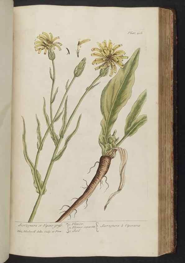 Reproducción/Reproduction 8361144915: A curious herbal. London : Printed for Samuel Harding, 1737-1739.
