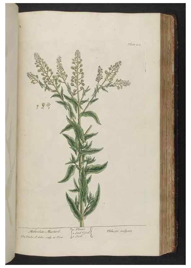 Reproducción/Reproduction 8361145183: A curious herbal. London : Printed for Samuel Harding, 1737-1739.