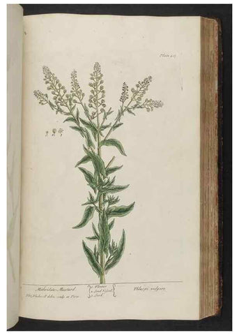 Reproducción/Reproduction 8361145183: A curious herbal. London : Printed for Samuel Harding, 1737-1739.