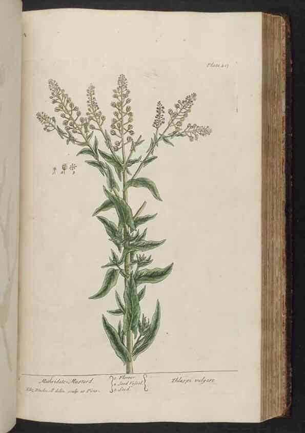 Reproducción/Reproduction 8361145183: A curious herbal. London : Printed for Samuel Harding, 1737-1739.