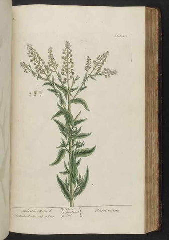 Reproducción/Reproduction 8361145183: A curious herbal. London : Printed for Samuel Harding, 1737-1739.