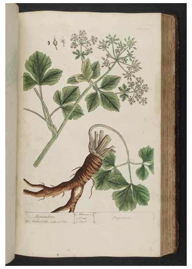Reproducción/Reproduction 8361145413: A curious herbal. London : Printed for Samuel Harding, 1737-1739.