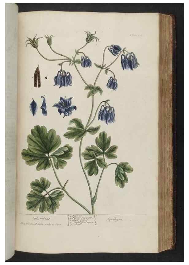 Reproducción/Reproduction 8361145703: A curious herbal. London : Printed for Samuel Harding, 1737-1739.