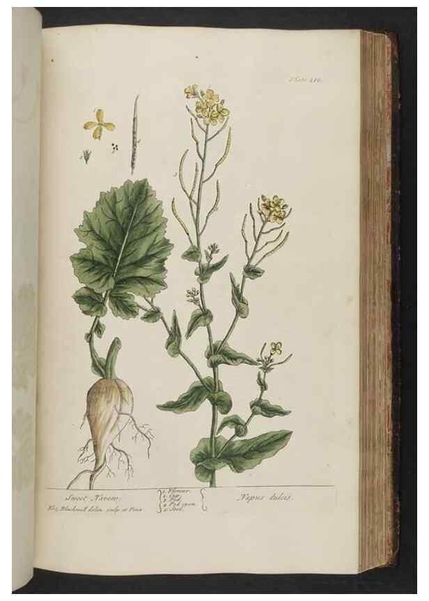Reproducción/Reproduction 8362207346: A curious herbal. London : Printed for Samuel Harding, 1737-1739.