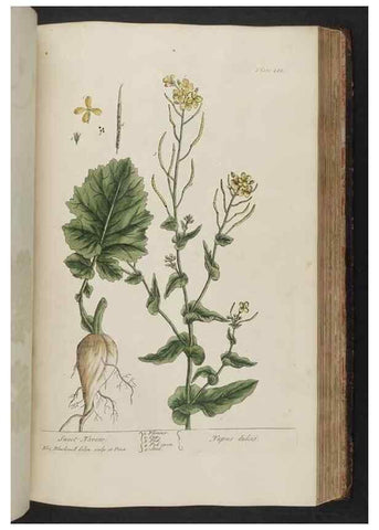 Reproducción/Reproduction 8362207346: A curious herbal. London : Printed for Samuel Harding, 1737-1739.