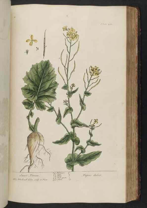 Reproducción/Reproduction 8362207346: A curious herbal. London : Printed for Samuel Harding, 1737-1739.