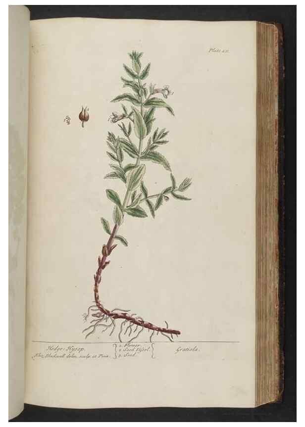 Reproducción/Reproduction 8361146149: A curious herbal. London : Printed for Samuel Harding, 1737-1739.