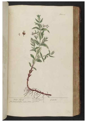 Reproducción/Reproduction 8361146149: A curious herbal. London : Printed for Samuel Harding, 1737-1739.