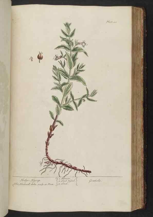 Reproducción/Reproduction 8361146149: A curious herbal. London : Printed for Samuel Harding, 1737-1739.