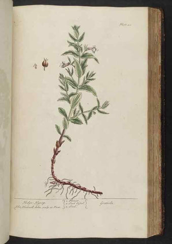 Reproducción/Reproduction 8361146149: A curious herbal. London : Printed for Samuel Harding, 1737-1739.