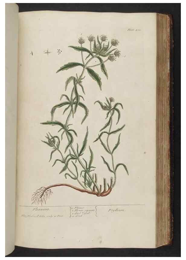 Reproducción/Reproduction 8362207888: A curious herbal. London : Printed for Samuel Harding, 1737-1739.