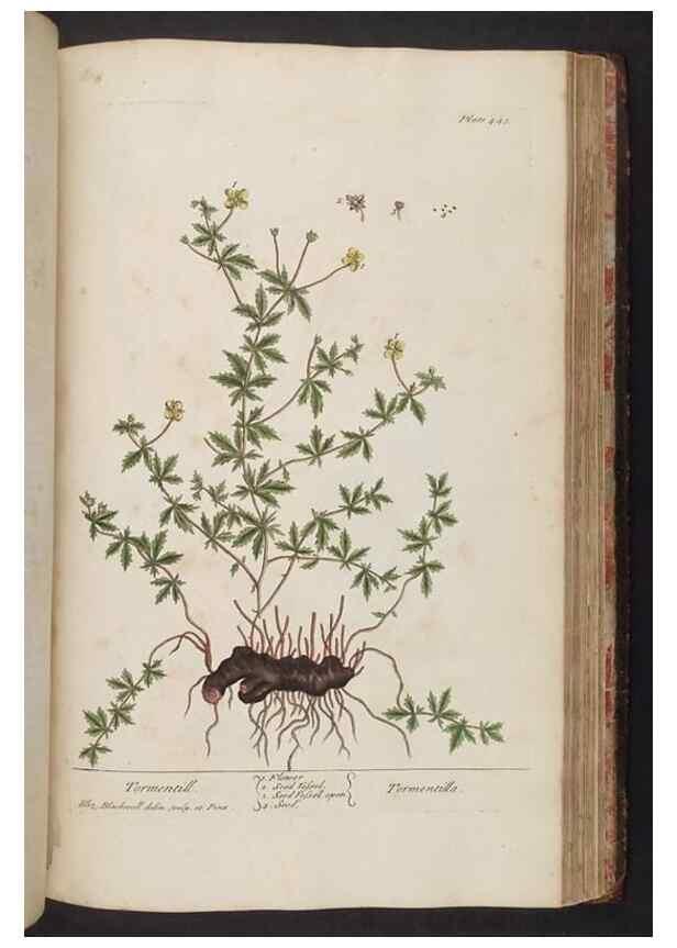 Reproducción/Reproduction 8362217064: A curious herbal. London : Printed for Samuel Harding, 1737-1739.